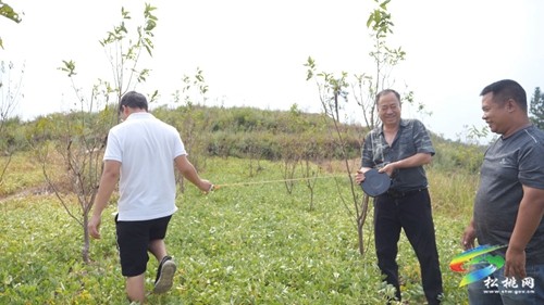 松桃：5500畝珍珠花生喜獲豐收