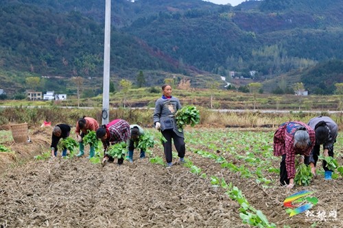 大路鎮(zhèn)： “冬閑田”變“農(nóng)忙田” 油菜移栽正當(dāng)時