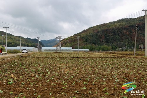 大路鎮(zhèn)： “冬閑田”變“農(nóng)忙田” 油菜移栽正當(dāng)時