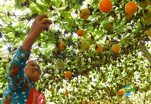 長坪鄉(xiāng)：小吊瓜變“致富果”，4000余畝吊瓜采收忙