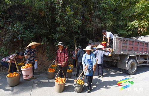 長坪鄉(xiāng)：小吊瓜變“致富果”，4000余畝吊瓜采收忙