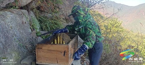 寨英鎮(zhèn)：蜂蜜喜豐收 蜂農(nóng)采收忙