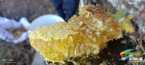 寨英鎮(zhèn)：蜂蜜喜豐收 蜂農(nóng)采收忙