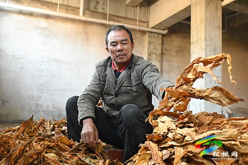 麻明春：十年，用勤勞的雙手供出三個大學(xué)生