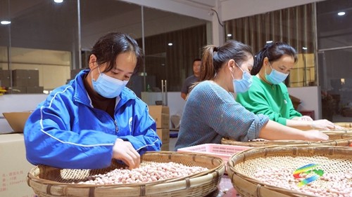 松桃：銷售旺季即將到來　農(nóng)產(chǎn)品訂單加工忙