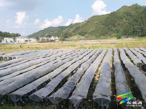 平頭鎮(zhèn)：大力發(fā)展特色產業(yè) 全面推進鄉(xiāng)村振興