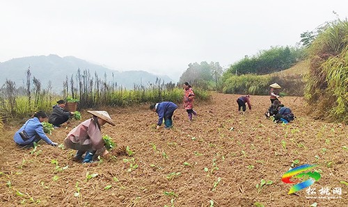 牛郎鎮(zhèn)：搶抓農(nóng)時秋種忙