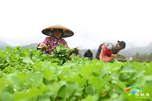 松桃：搶抓農(nóng)時(shí) 14萬(wàn)畝油菜種植如火如荼