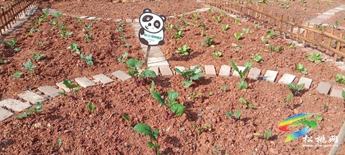 沙壩河鄉(xiāng)完小：校園開(kāi)辟小菜園 勞動(dòng)教育潤(rùn)人心