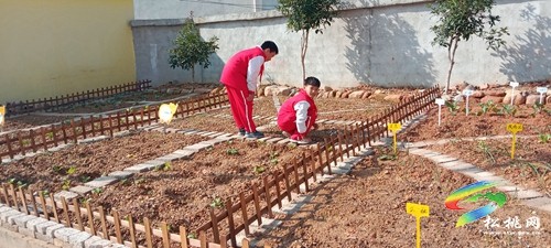 沙壩河鄉(xiāng)完?。盒@開(kāi)辟小菜園 勞動(dòng)教育潤(rùn)人心