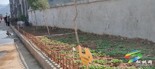 沙壩河鄉(xiāng)完小：校園開(kāi)辟小菜園 勞動(dòng)教育潤(rùn)人心