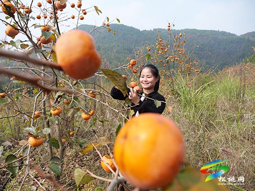 松桃：柿子豐收俏枝頭 美景美味兩雙全