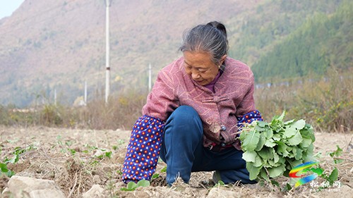 石梁鄉(xiāng)：冬日無“閑”田　油菜正當(dāng)時(shí)