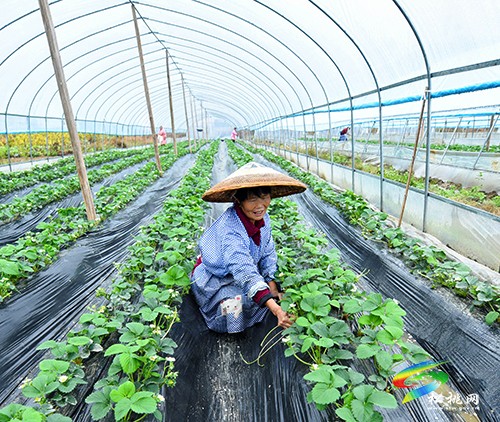 太平營街道：草莓管護(hù)忙