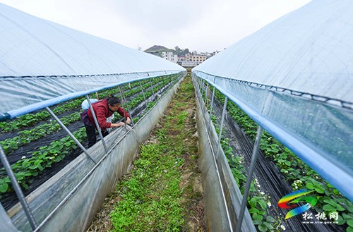 太平營街道：草莓管護(hù)忙