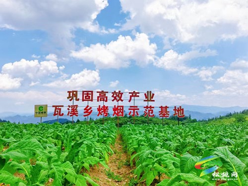 瓦溪鄉(xiāng)：黨建引領(lǐng)聚合力 強(qiáng)村富民促振興