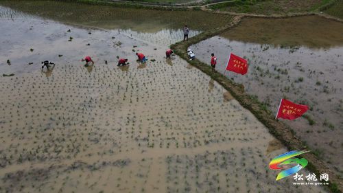 甘龍鎮(zhèn)：精準(zhǔn)發(fā)力培育鄉(xiāng)村振興人才隊(duì)伍