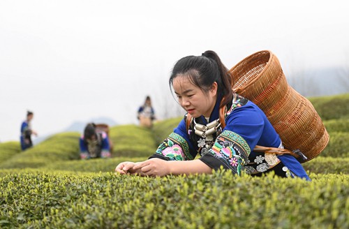 松桃：三月春光好春茶采摘忙