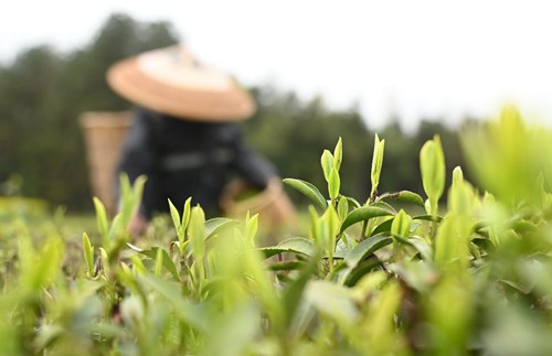 松桃：三月春光好春茶采摘忙