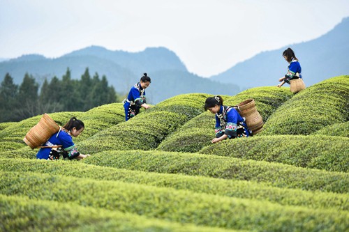 松桃：三月春光好春茶采摘忙