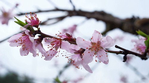 【多彩貴州?花漾中國】松桃：千畝桃花開 萬人赴盛宴