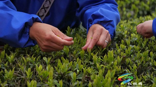 以茶為媒 以茶會友——普覺鎮(zhèn)第三屆采茶節(jié)火熱舉辦