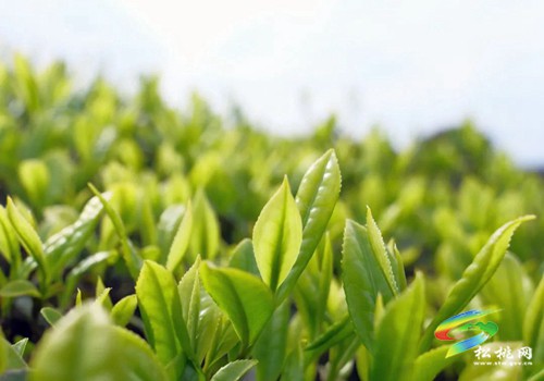 以茶為媒 以茶會友——普覺鎮(zhèn)第三屆采茶節(jié)火熱舉辦