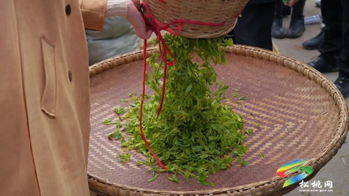 以茶為媒 以茶會友——普覺鎮(zhèn)第三屆采茶節(jié)火熱舉辦