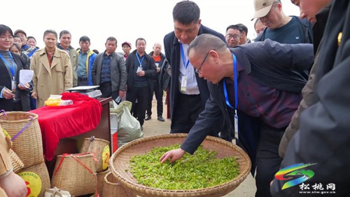 以茶為媒 以茶會友——普覺鎮(zhèn)第三屆采茶節(jié)火熱舉辦