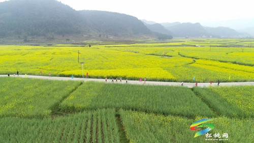 以茶為媒 以茶會友——普覺鎮(zhèn)第三屆采茶節(jié)火熱舉辦