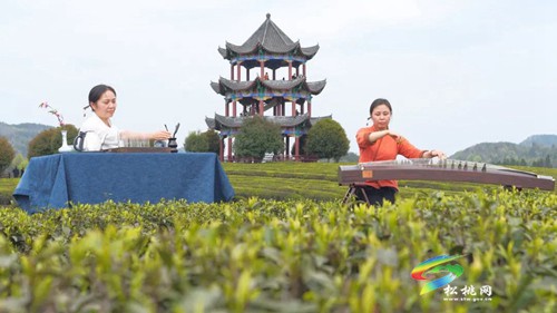 以茶為媒 以茶會友——普覺鎮(zhèn)第三屆采茶節(jié)火熱舉辦