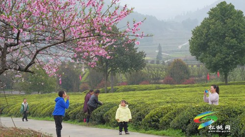 以茶為媒 以茶會友——普覺鎮(zhèn)第三屆采茶節(jié)火熱舉辦
