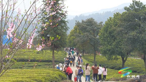 以茶為媒 以茶會友——普覺鎮(zhèn)第三屆采茶節(jié)火熱舉辦