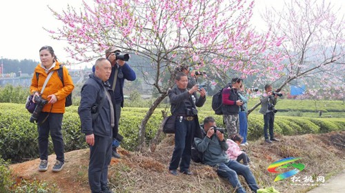 以茶為媒 以茶會友——普覺鎮(zhèn)第三屆采茶節(jié)火熱舉辦