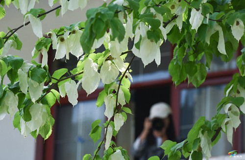 松桃：鴿子花開(kāi)了