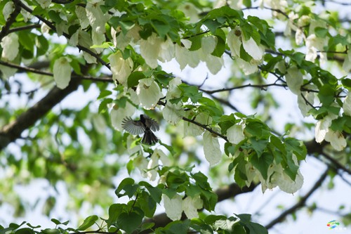 松桃：鴿子花開(kāi)了