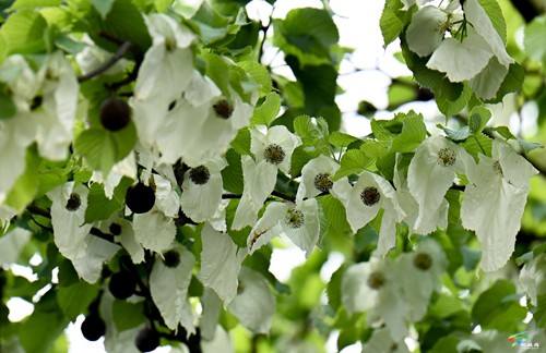 松桃：鴿子花開(kāi)了