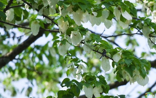 松桃：鴿子花開(kāi)了