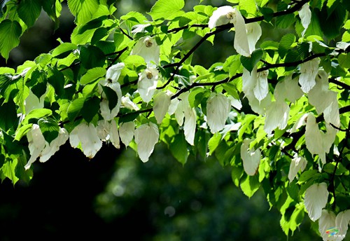 松桃：鴿子花開(kāi)了
