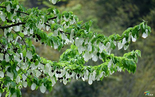 松桃：鴿子花開(kāi)了