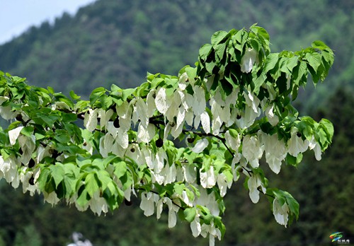 松桃：鴿子花開(kāi)了