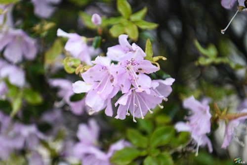 “五一”假期去哪里，飛靈山上的杜鵑花等你來