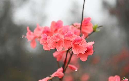 “五一”假期去哪里，飛靈山上的杜鵑花等你來