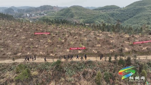 松桃：新年上班第一天 義務(wù)植樹添新綠