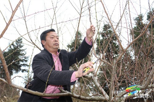 盤(pán)信鎮(zhèn)樓臺(tái)村：黃桃管護(hù)忙