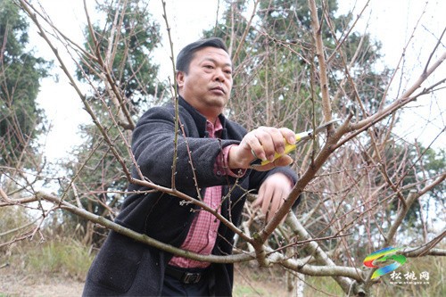 盤(pán)信鎮(zhèn)樓臺(tái)村：黃桃管護(hù)忙
