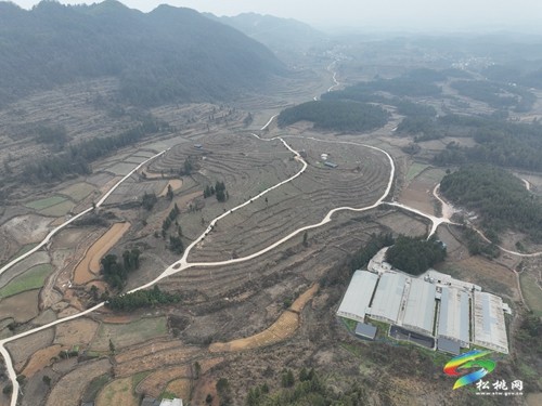 盤信鎮(zhèn)樓臺村:春耕時節(jié) 黃桃管護(hù)忙