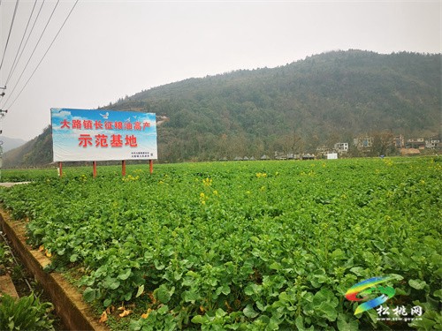 大路鎮(zhèn)：油菜長(zhǎng)勢(shì)喜人