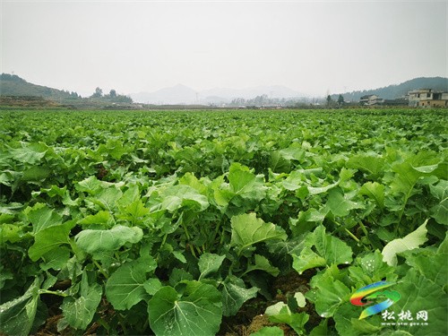 大路鎮(zhèn)：油菜長(zhǎng)勢(shì)喜人