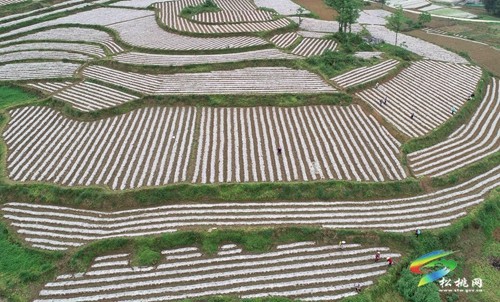 瓦溪鄉(xiāng)：特色產業(yè)助振興